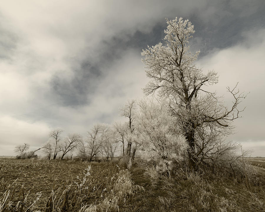 Trees Covered in Hoar Frost Photograph by Art Whitton