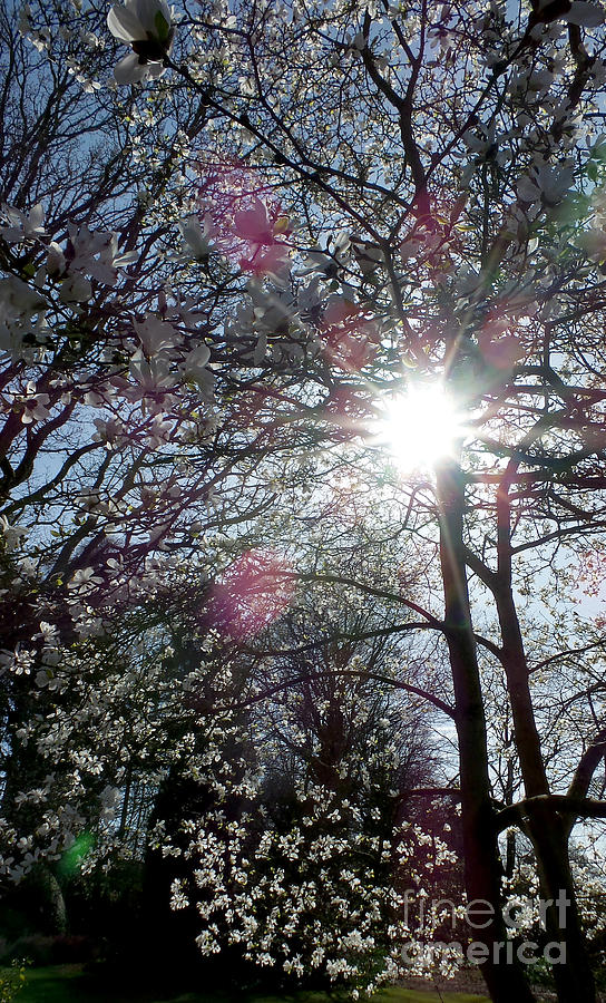 Trees dancing in the sun Photograph by Francesca Mackenney