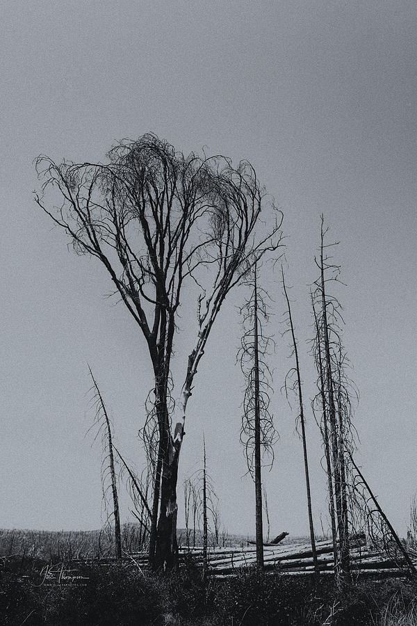 Trees Destroyed by Fire Photograph by Jim Thompson