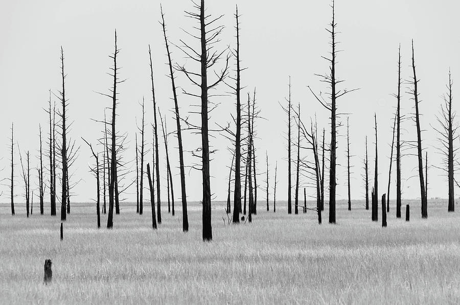 Trees Die off Photograph by Louis Dallara