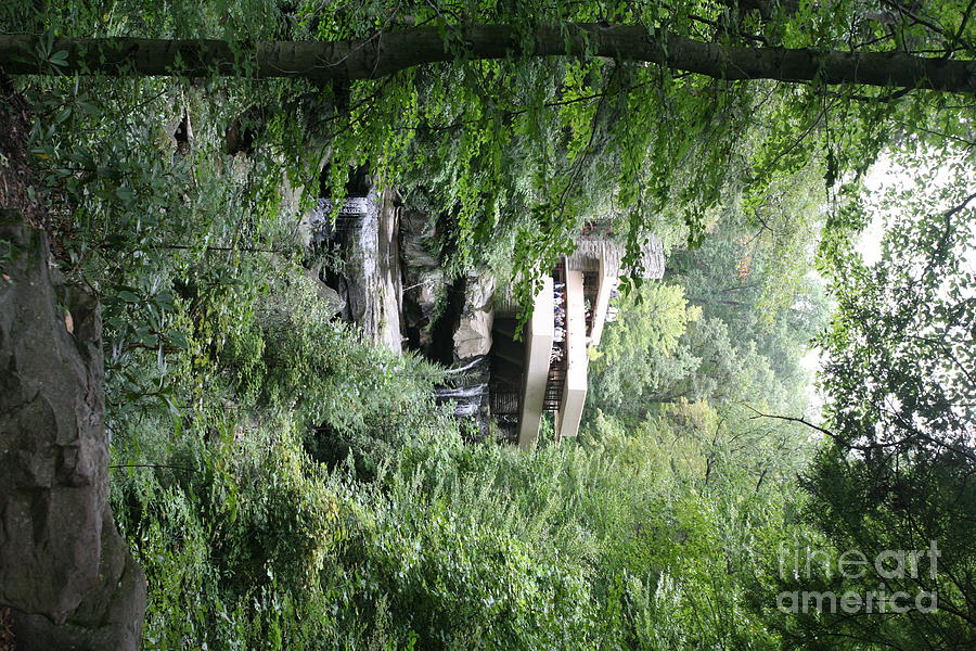 Trees FallingWater  Photograph by Chuck Kuhn