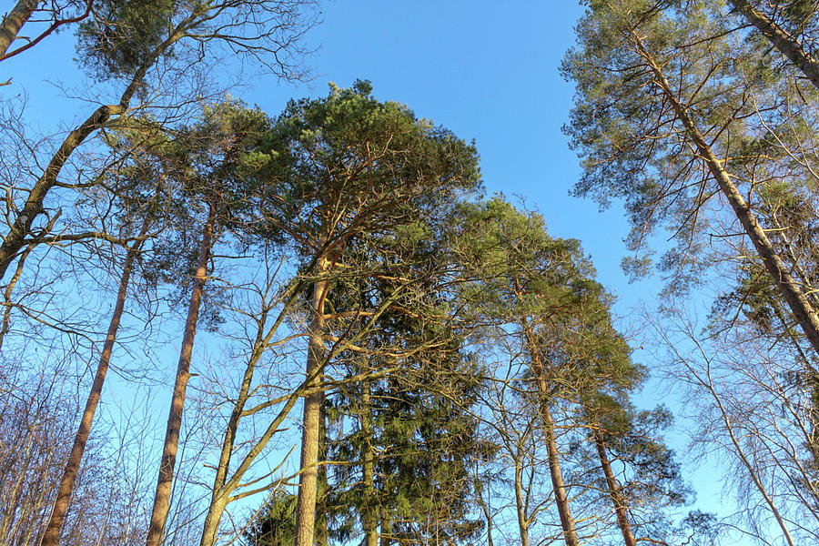 Trees from below Photograph by Nicola Forrest | Fine Art America