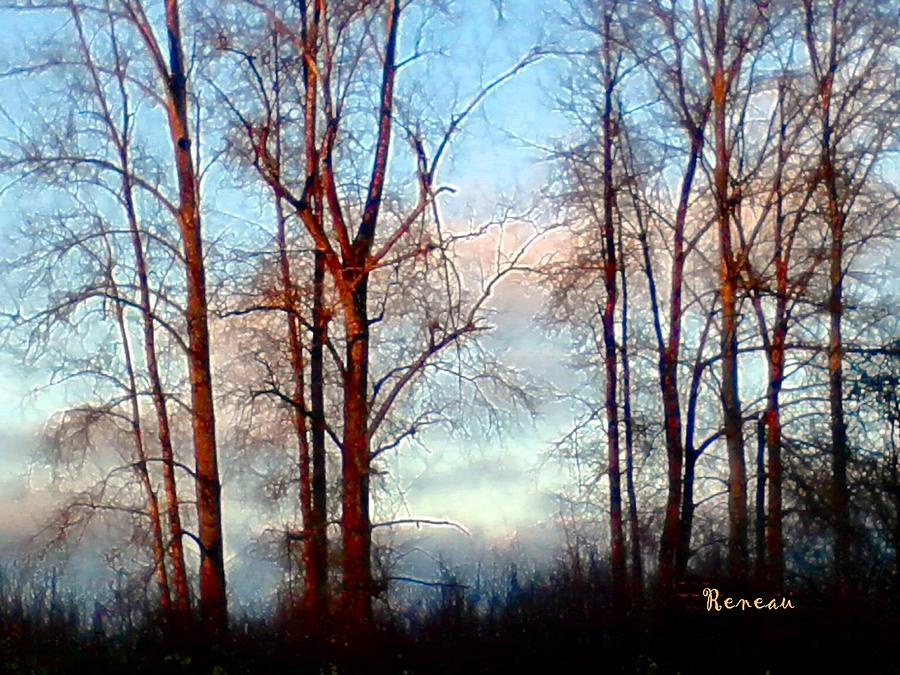 Trees From Heaven Photograph by A L Sadie Reneau