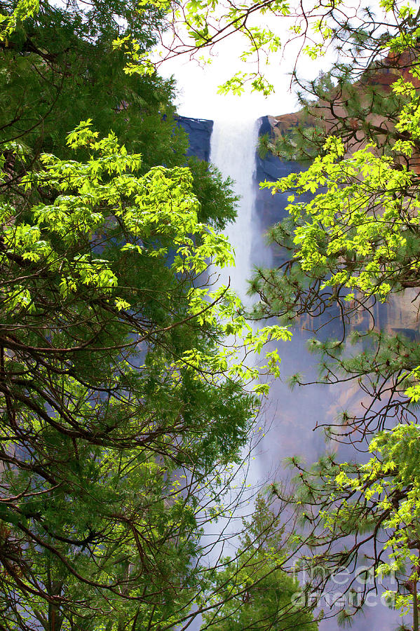 Trees Glow Yosemite Falls  Photograph by Chuck Kuhn