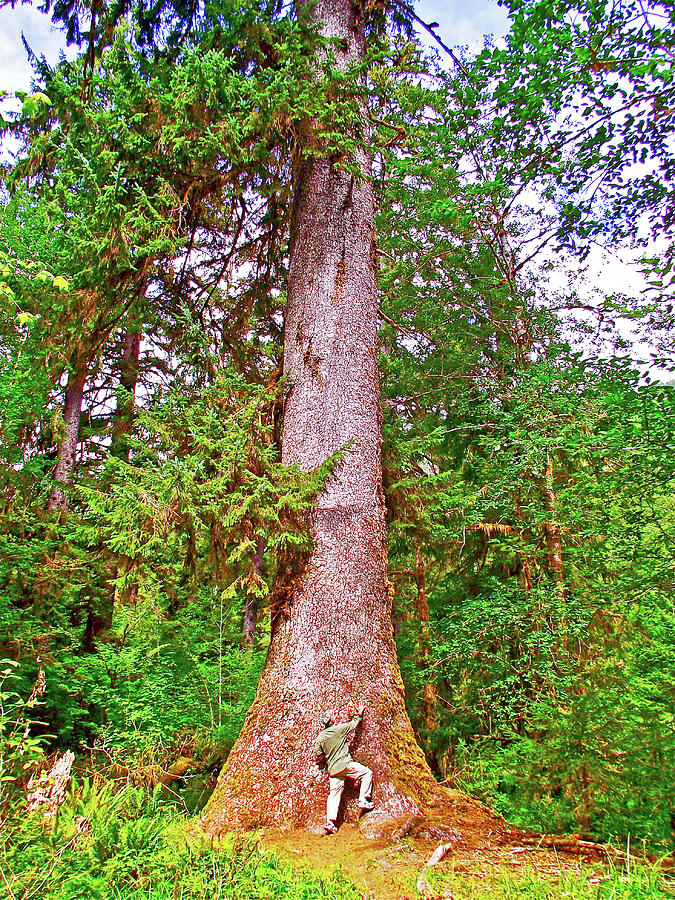 Trees Grow to 200-300 feet in Hoh Rain Forest, Olympic National Park, Washington Photograph by Ruth Hager