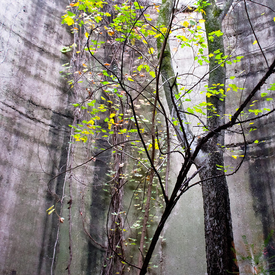 Trees Growing in Silo - Natural Square Edition Photograph by Tony Grider