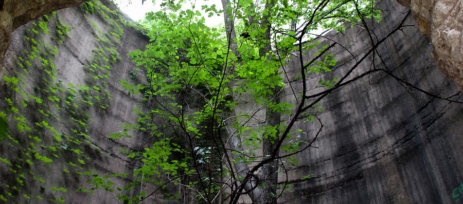 Tree Photograph - Trees Growing in Silo - Panorama Edition by Tony Grider