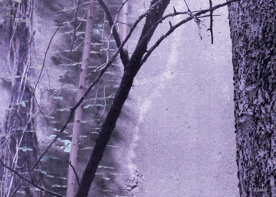 Trees Growing in Silo - Purple Landscape  Edition Photograph by Tony Grider