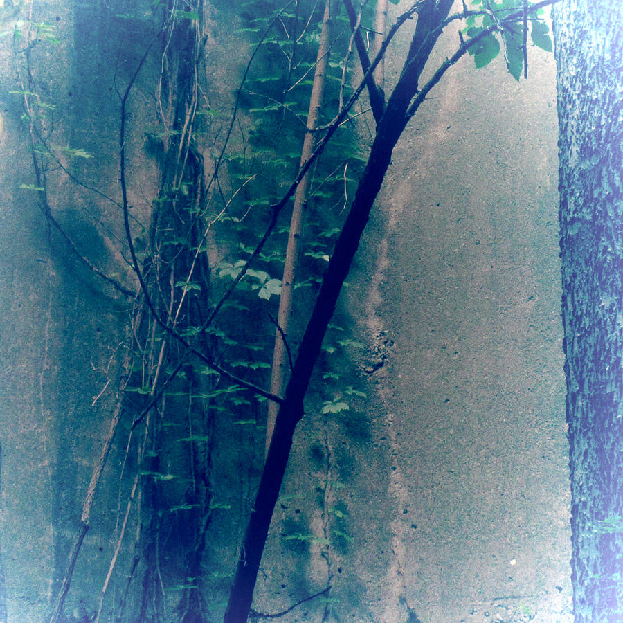Trees Growing in Silo Abstract- Square 2015 Edition Photograph by Tony Grider