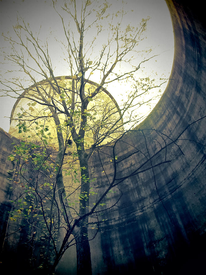 Trees Growing in Silo - Yellow Blue Portrait Edition Photograph by Tony Grider