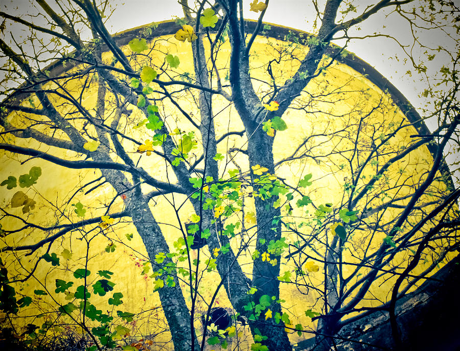 Trees Growing in Silo  - Large Yellow Edition Photograph by Tony Grider