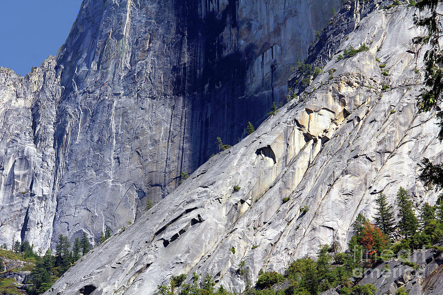 Trees Growing in Yosemite Granite 6812 Photograph by Jack Schultz