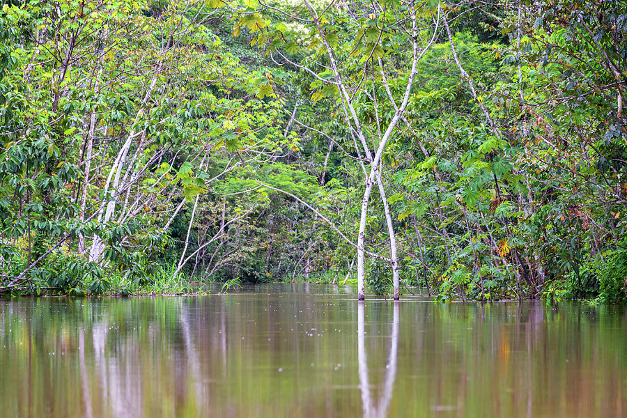 Trees in a Flooded Area Photograph by Jess Kraft - Fine Art America