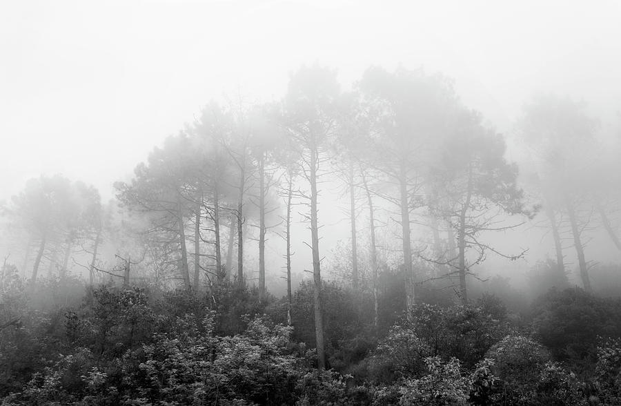 Trees in a Fog Photograph by Maureen Fahey