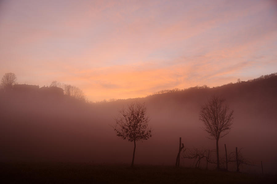Trees Photograph - Trees In A Foggy Sunset by Andrea Gabrieli Trees Photograph - Trees In A Foggy Sunset by Andrea Gabrieli