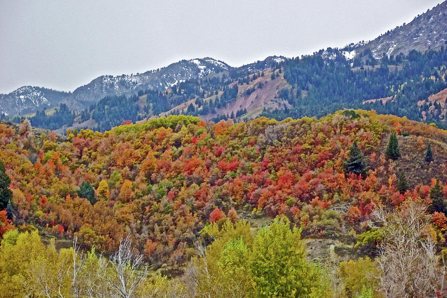 Trees in Autumn at  Rest Stop on I 84, Utah Photograph by Ruth Hager