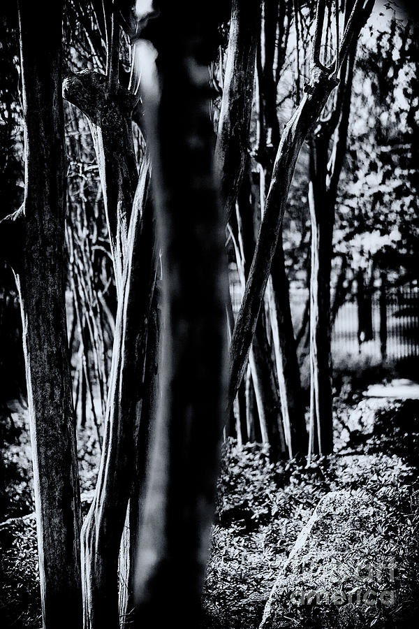 Trees in Black and White Photograph by JB Thomas