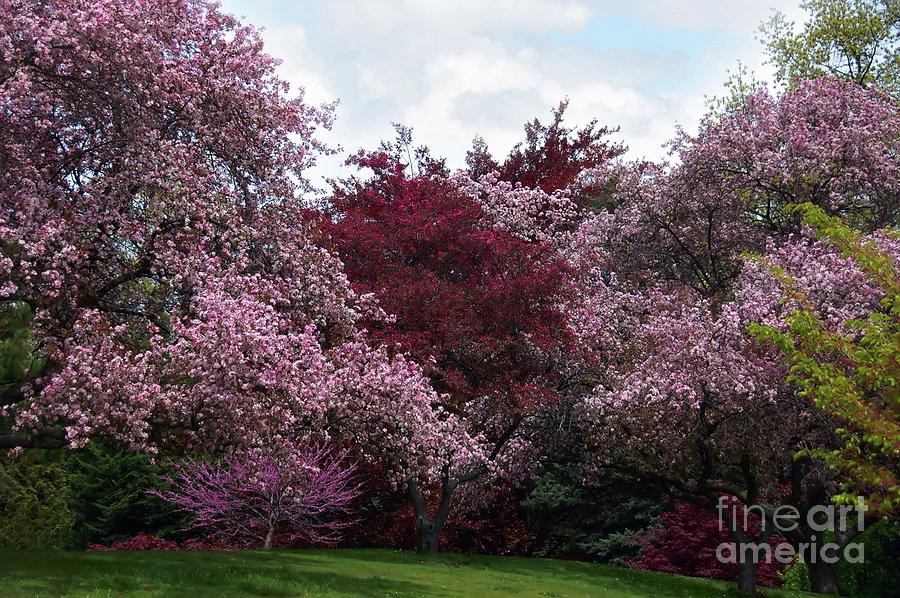 Trees in Bloom  Photograph by Elaine Manley
