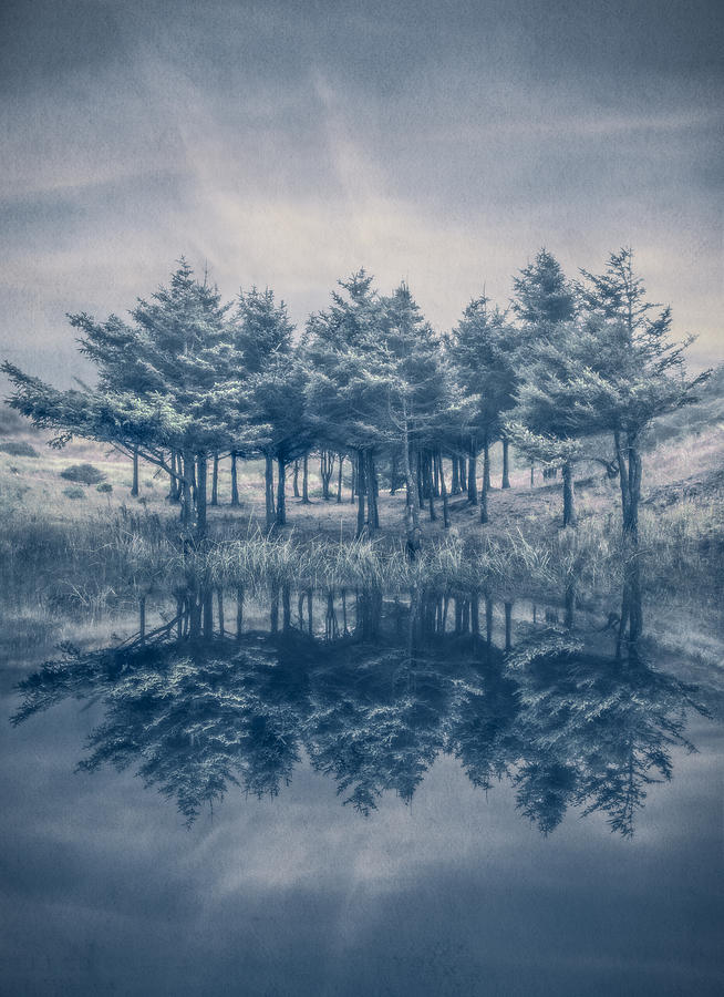 Trees in Blue Photograph by Debra and Dave Vanderlaan