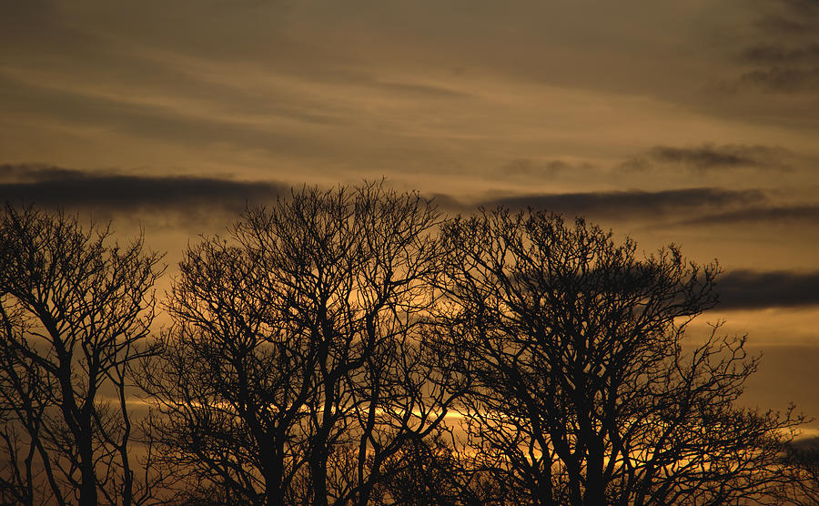 Trees In Burnt Gold Sunset Photograph by Adrian Wale