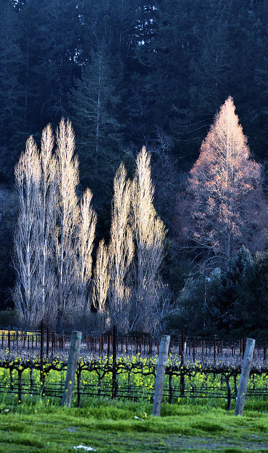 Trees in Fall Napa Valley Photograph by Josephine Buschman