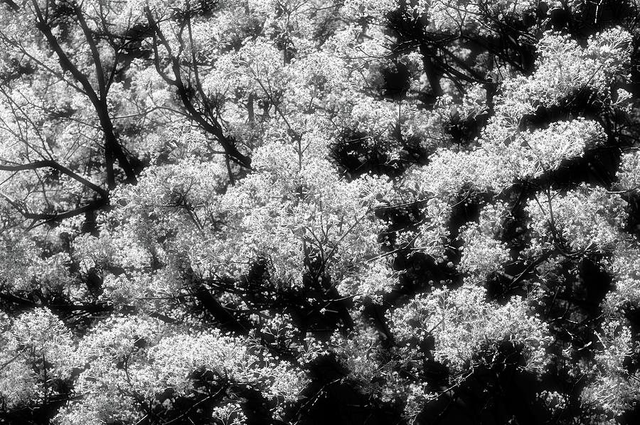 Trees In Flower In Spring 2  Photograph by Lyle Crump