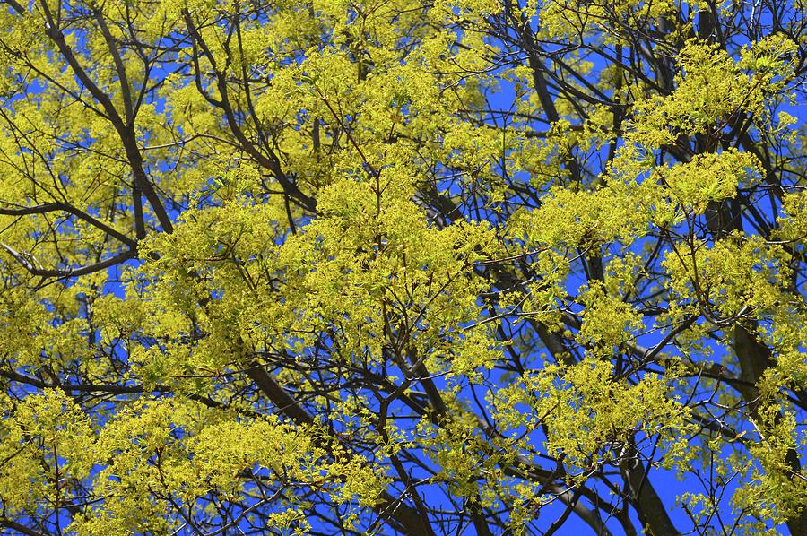 Trees In Flower In Spring  Photograph by Lyle Crump
