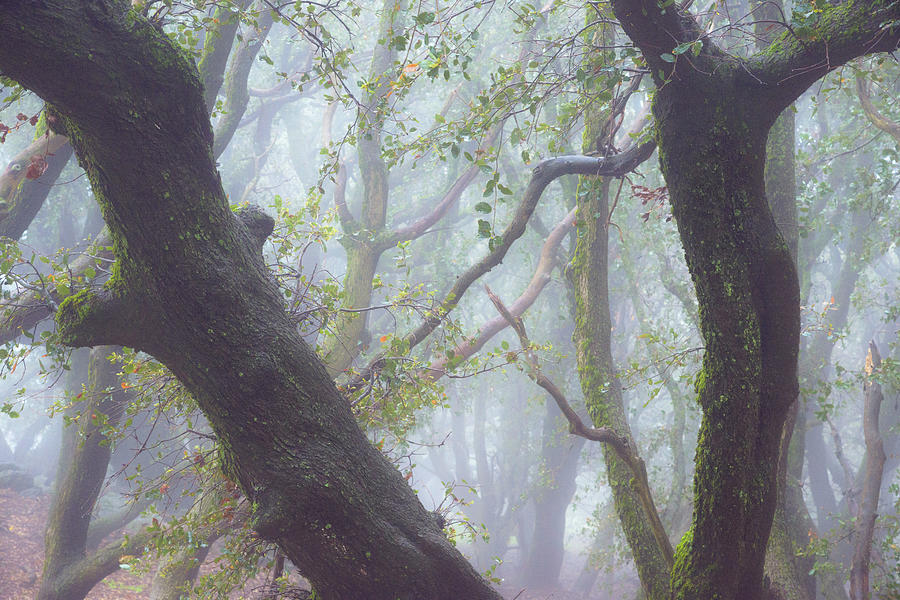 Trees in Fog, Volcan Mountain, Julian Photograph by Alexander Kunz