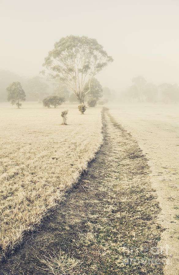 Trees in fog and mist Photograph by Jorgo Photography