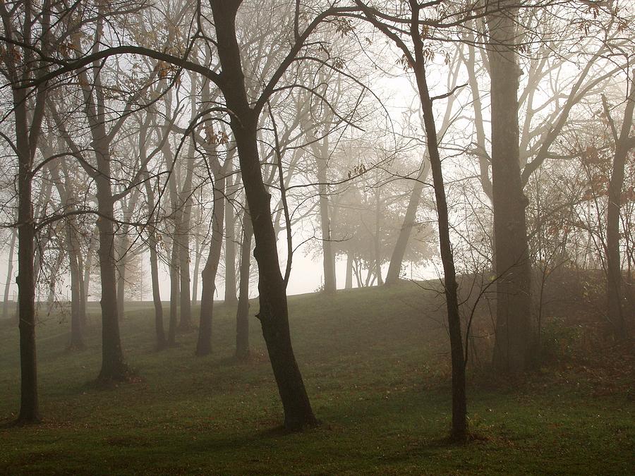 Trees in Fog Photograph by Carol Sweetwood