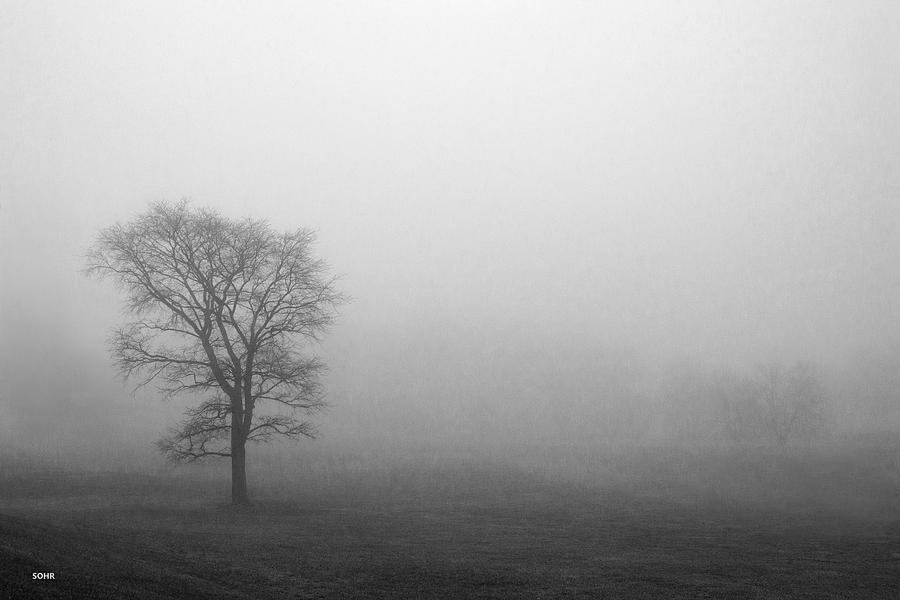 Trees in Fog Photograph by Dana Sohr