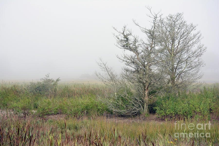 Trees in Fog Digital Art by Dianne Morgado