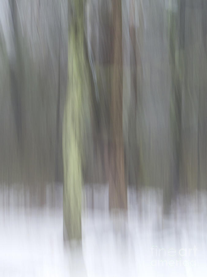 Trees in Fog II Photograph by Lili Feinstein