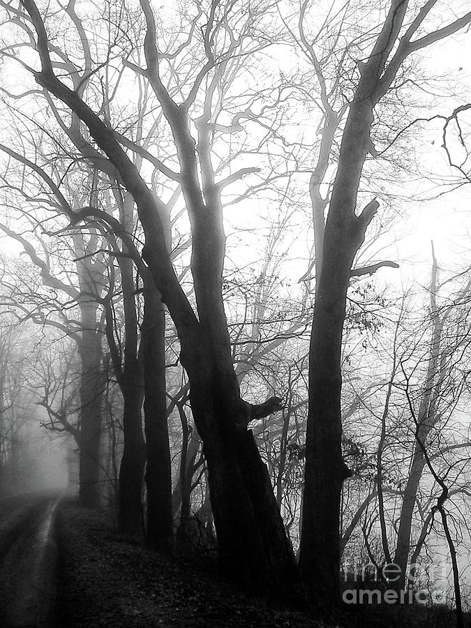 Tree Photograph - Trees in Fog by John Castell