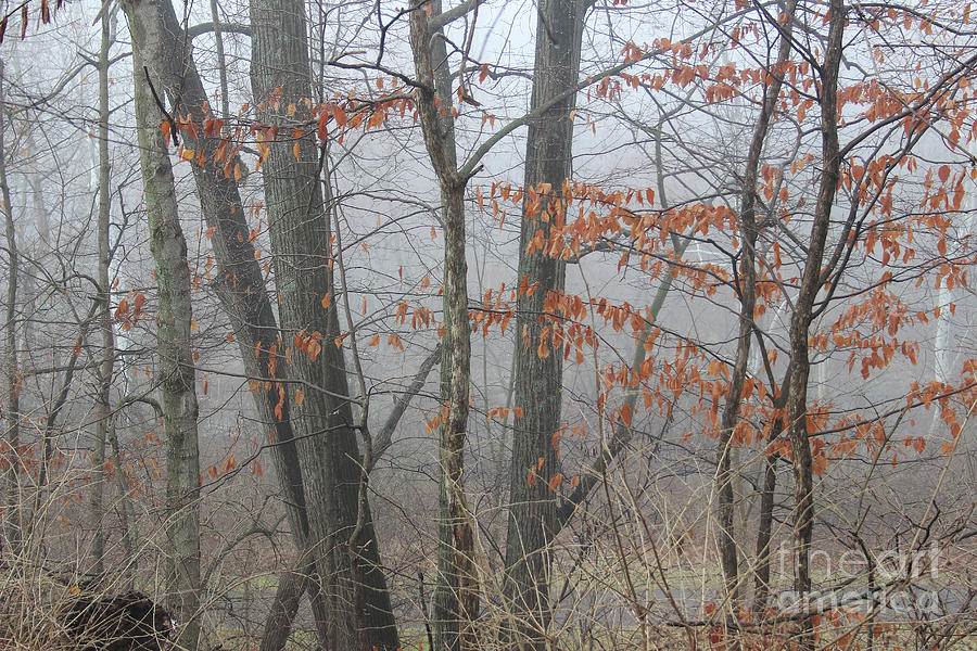 Trees in Fog Photograph by Karen Adams