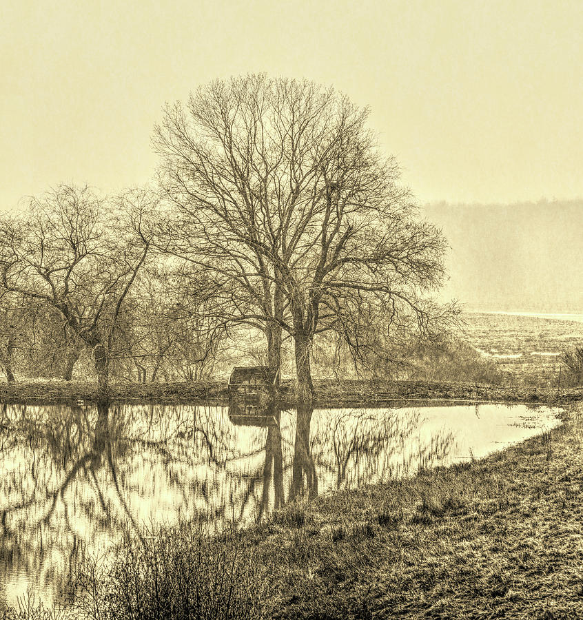 Trees in fog Kennebunk Maine Sepia  Photograph by David Smith