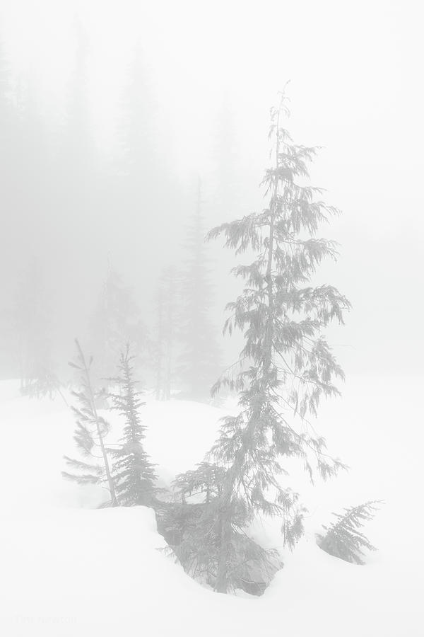 Trees in Fog Monochrome Photograph by Tim Newton