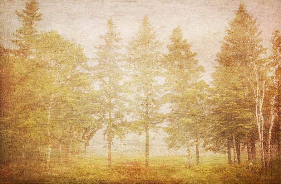 Trees in Fog Painted Effect Digital Art by Hermes Fine Art