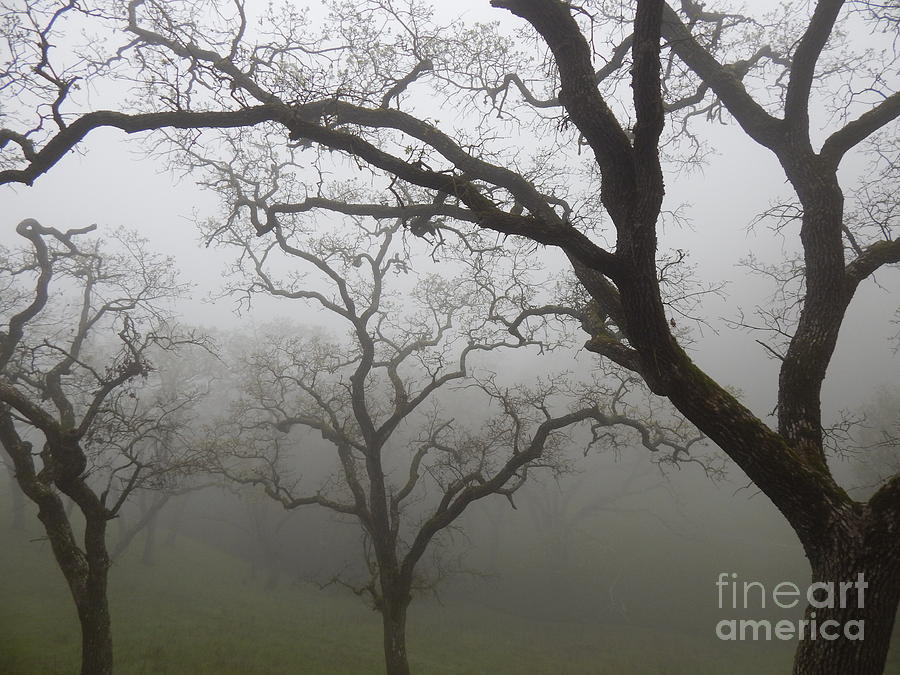Tree Photograph - Trees in Fog by Suzanne Leonard
