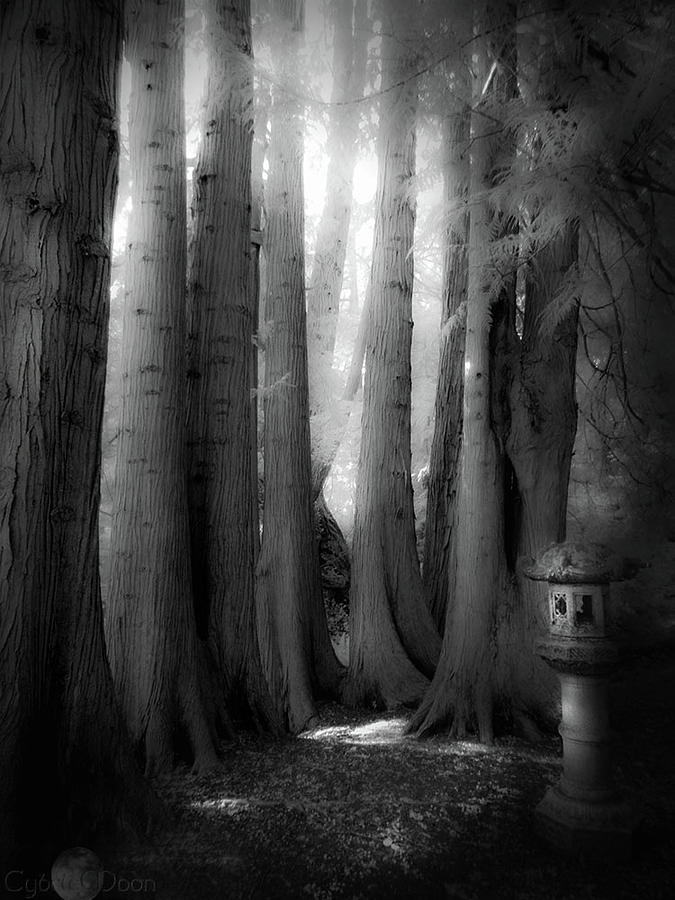 Haunted Grove Photograph by Cybele Moon