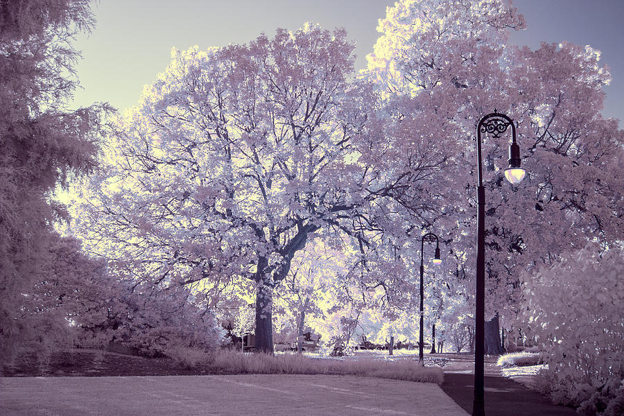 Trees in IR Photograph by Charles Hite