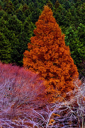Tree Photograph - Trees In Japan 9 by George Cabig