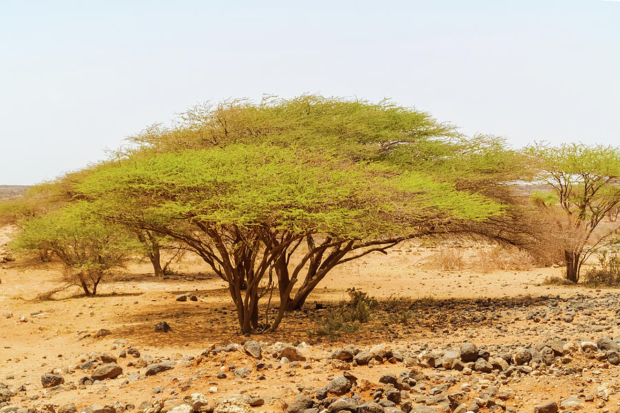 Trees in Kenya Photograph by Marek Poplawski