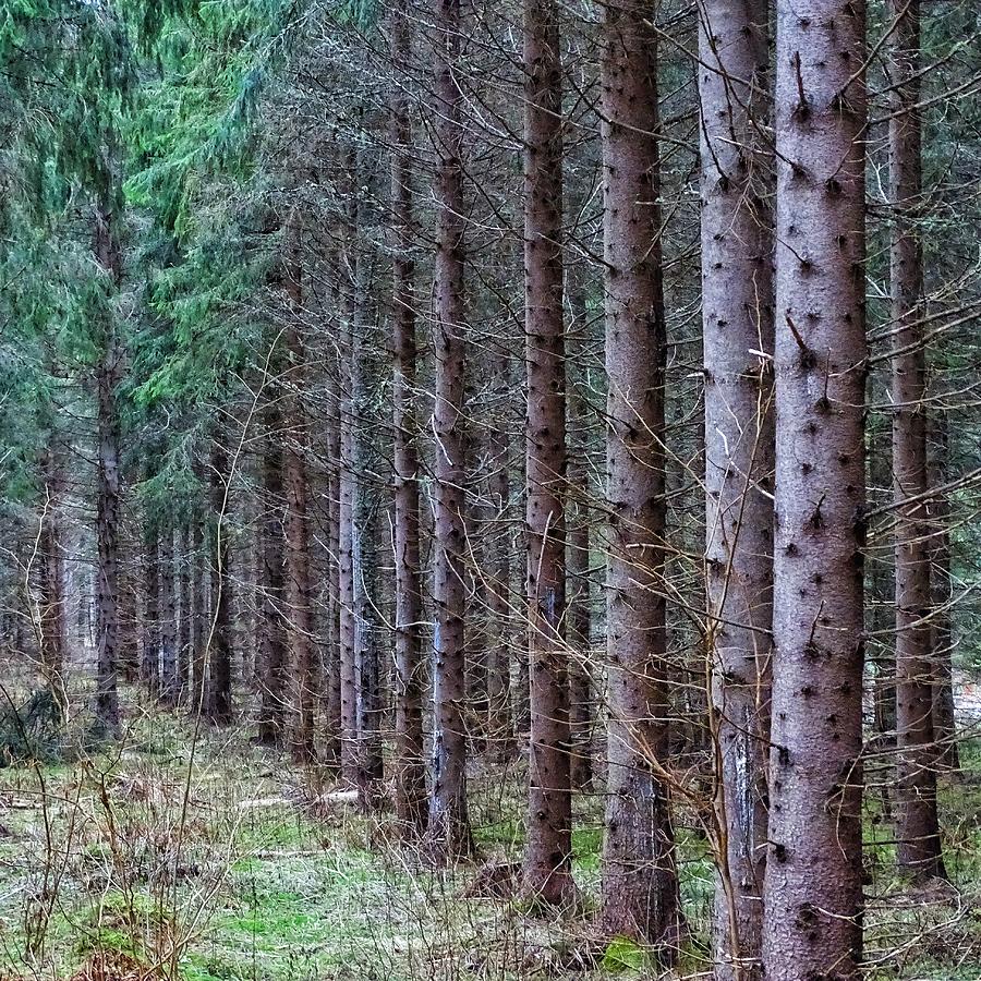 Trees in line Photograph by Per Lidvall