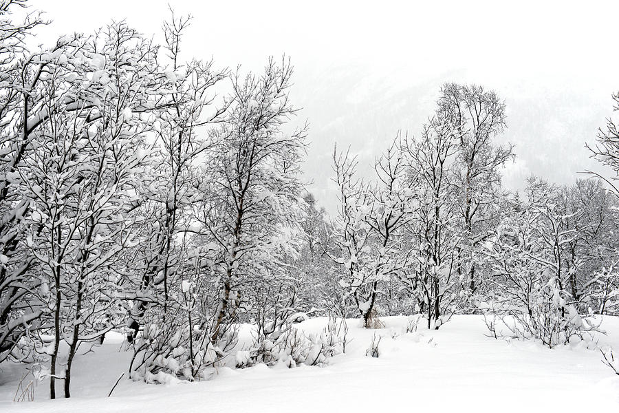 Trees in Lofotens winter Photograph by Dubi Roman