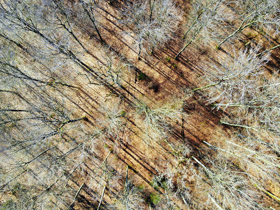 Trees in March aerial drone photography Photograph by Matthias Hauser