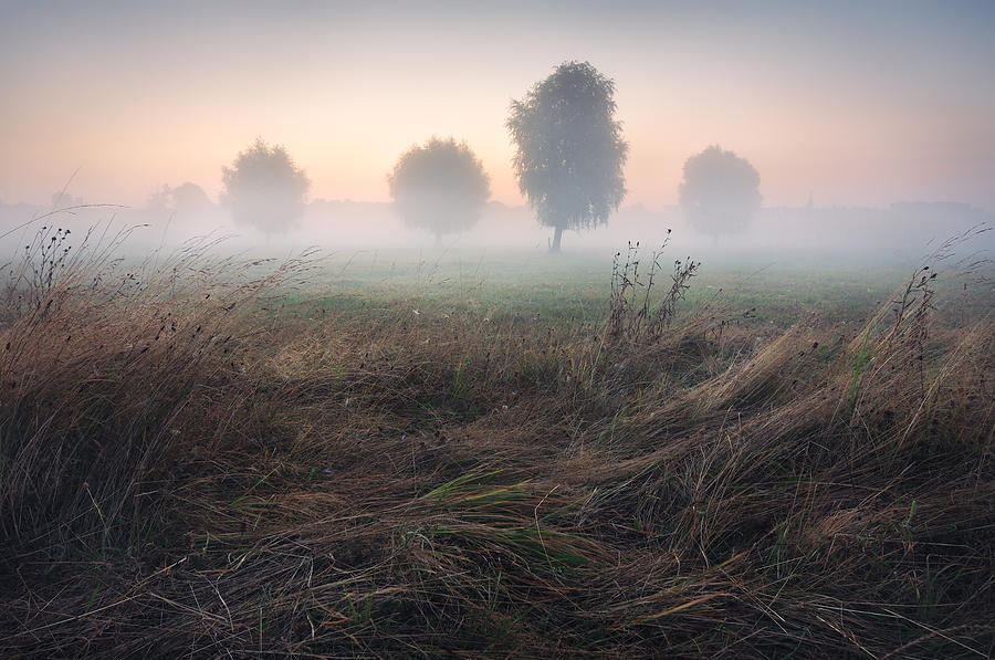 Landscape Photograph - Trees in Morning Mist on Meadow at Sunrise  by Stanislav Salamanov