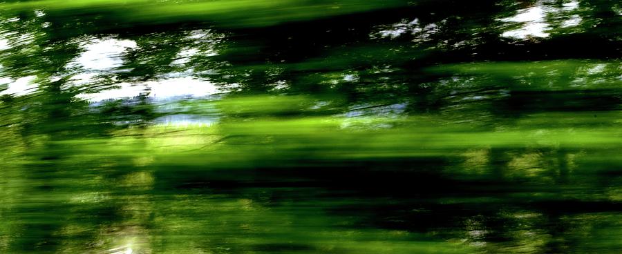 Trees In Motion Photograph by Jerry Sodorff