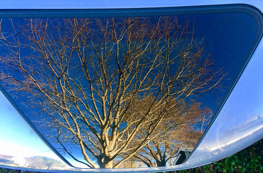 Trees In My Sunroof Photograph