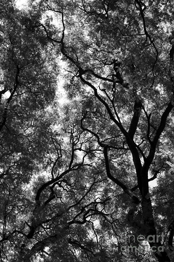 Trees in park - Large Photograph by Balanced Art